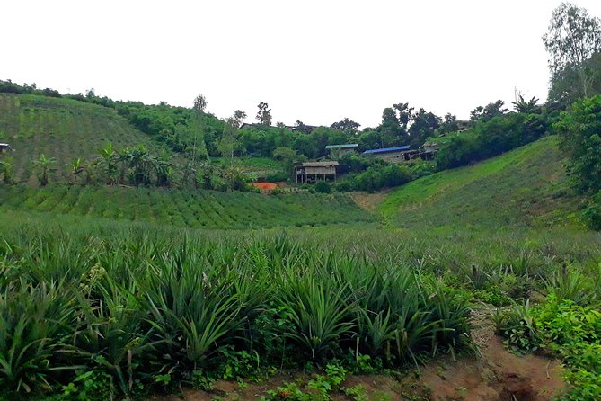 1 Day Trekking Group Tour With Bamboo Cooking / Chiang Rai - Why This Chiang Rai Trek Feels Different