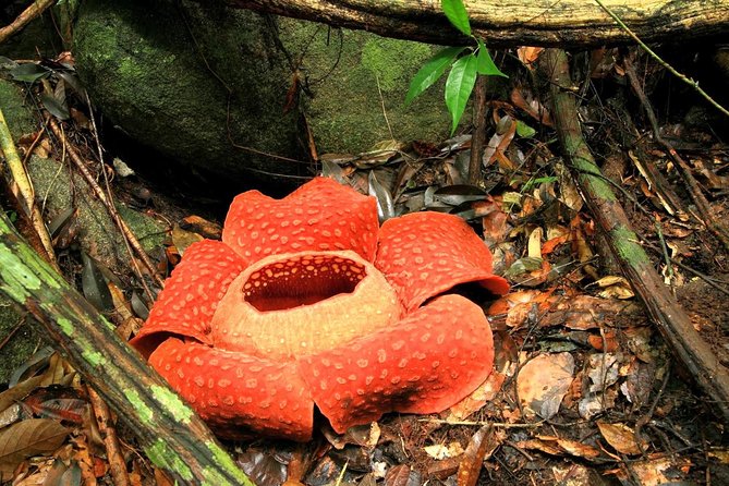 2-Day Khao Sok Jungle Safari from Krabi - Canoeing the Sok River for 90 minutes