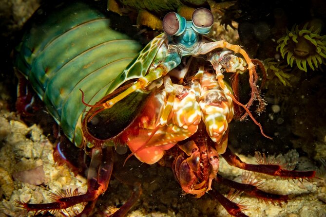 2 Fun Divers for Certified Divers in Thailand - Key points to know before booking