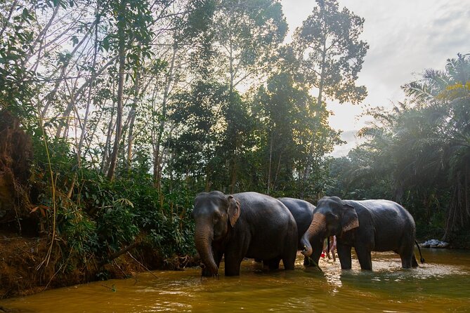 2-Hour Guided Eco-Tour & Transfer to Khaolak Elephant Sanctuary - Key points to know before you go