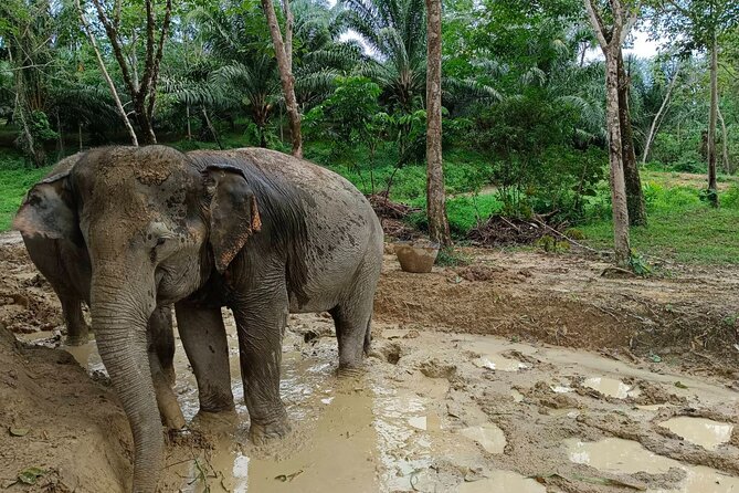 2-Hour Guided Eco-Tour & Transfer to Khaolak Elephant Sanctuary - What the two-hour visit is really like