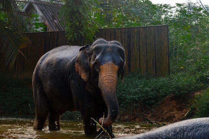 2-Hour Guided Eco-Tour & Transfer to Khaolak Elephant Sanctuary - The included photography service is more useful than it sounds