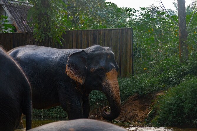 2-Hour Guided Eco-Tour & Transfer to Khaolak Elephant Sanctuary - Feeding bananas, sugar cane, and homemade treats