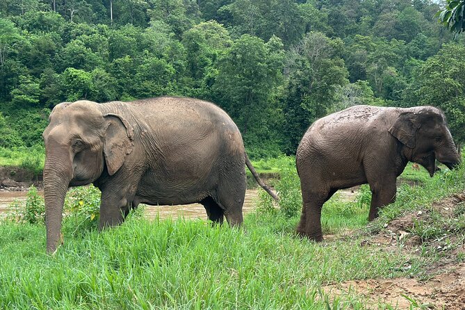 4 in 1 Elephants Long Neck Rafting and Sticky Waterfall Tour - Bua Thong Sticky Waterfall: climbing limestone with your bare feet