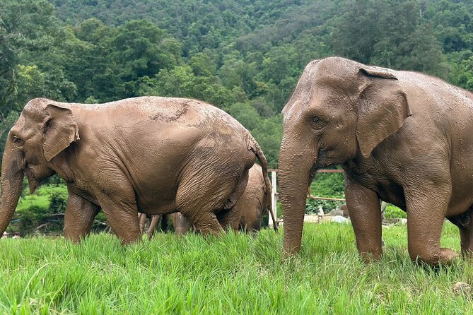 4 in 1 Elephants Long Neck Rafting and Sticky Waterfall Tour - An ethical elephant sanctuary with hands-on time