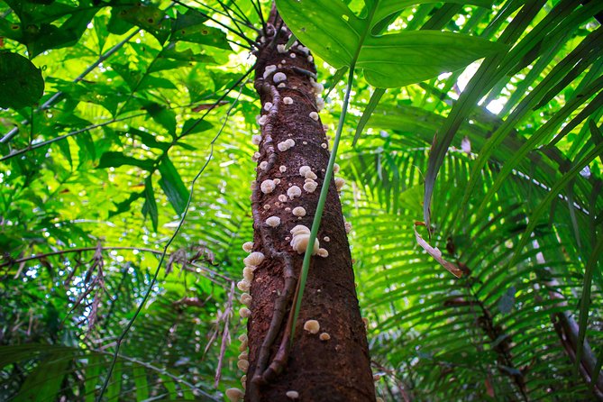 4-Waters Eco-Adventure Trip from Phuket Including Lunch - A late Thai lunch in Phang-Nga Province