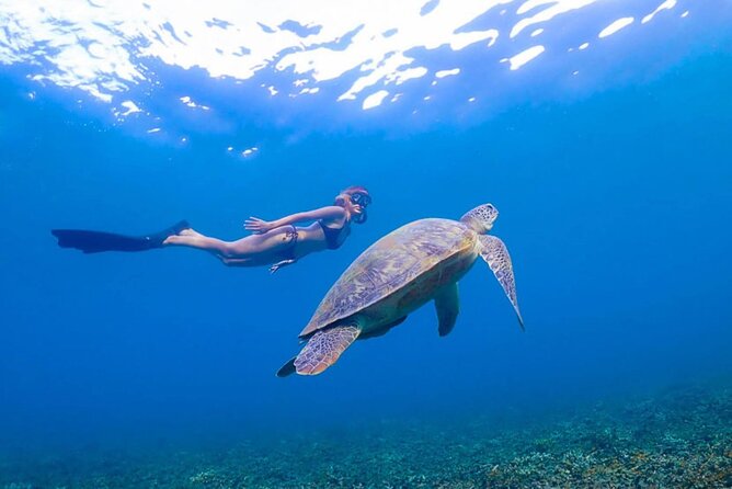 5 Islands Full-Day Tour Around Koh Tao and Koh Nangyuan - Shark Bay can provide the day’s best wildlife