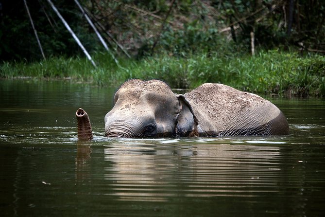 A Morning with the Elephants at Phuket Elephant Sanctuary - Arriving at the Tree Top Lounge at 9:30 a.m.