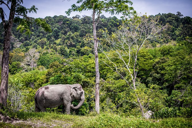 A Morning with the Elephants at Phuket Elephant Sanctuary - Stories of rescue, rehabilitation, and retirement