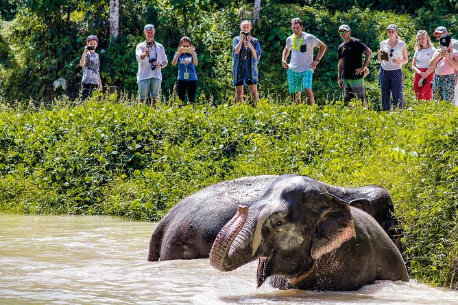 A Morning with the Elephants at Phuket Elephant Sanctuary - Is $97.83 good value for three and a half hours?