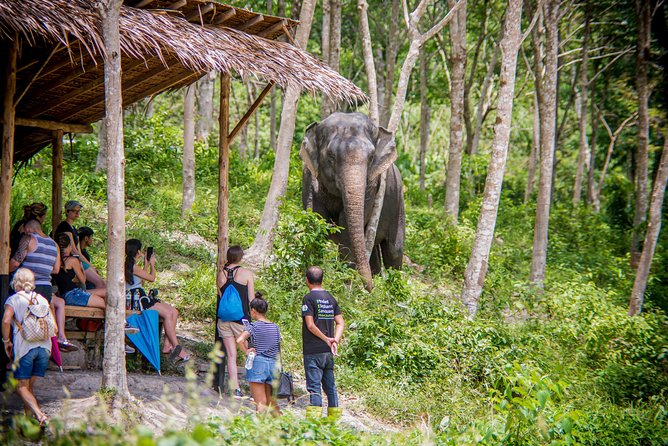 A Morning with the Elephants at Phuket Elephant Sanctuary - Boots, raincoats, and a walk through the 30-acre grounds