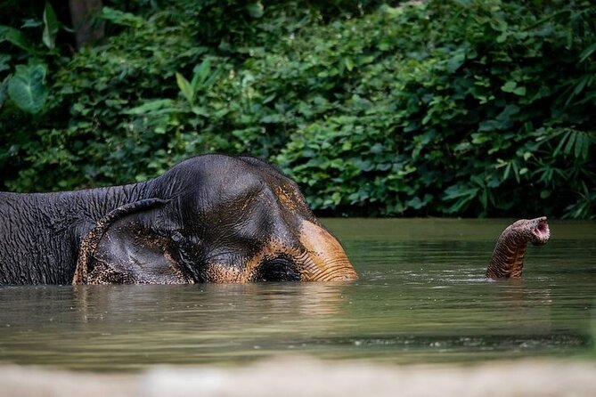 An Afternoon with the Elephants at Phuket Elephant Sanctuary - Key points at a glance