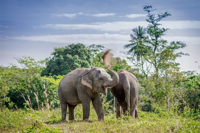 An Afternoon with the Elephants at Phuket Elephant Sanctuary - Why this sanctuary feels different from a standard elephant show