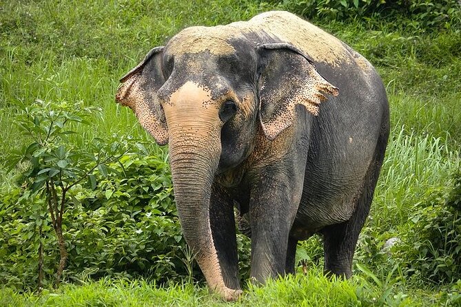An Afternoon with the Elephants at Phuket Elephant Sanctuary - The canopy walkway and the first elephant sightings