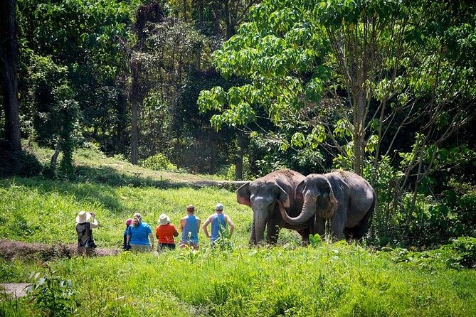 An Afternoon with the Elephants at Phuket Elephant Sanctuary - Arrival, snacks, and the documentary