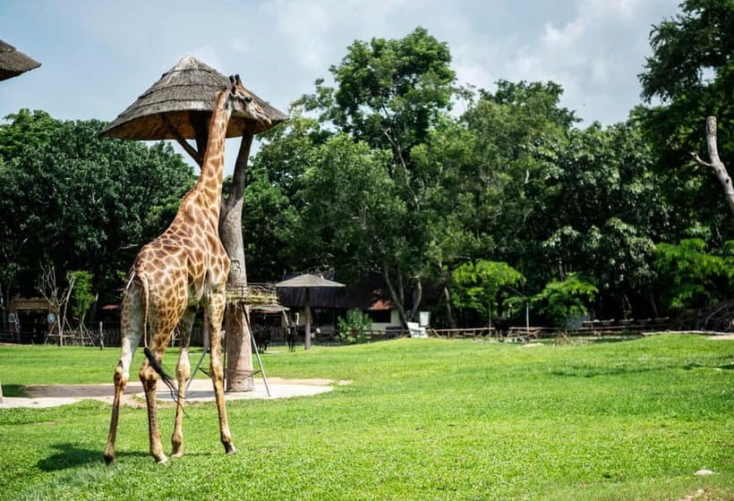 Bangkok/Pattaya: Khao Kheow Zoo Private Tour with Pickup - Key points to know before you book