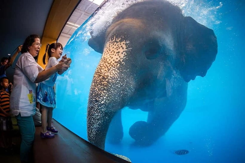 Bangkok/Pattaya: Khao Kheow Zoo Private Tour with Pickup - Why Khao Kheow Works So Well as a Day Trip