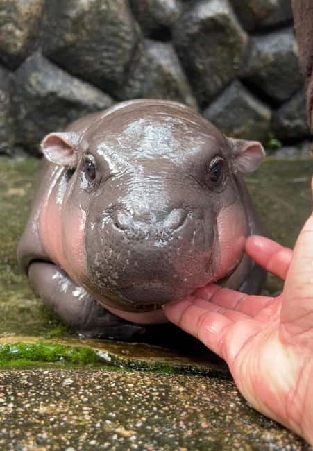 Bangkok/Pattaya: Khao Kheow Zoo Private Tour with Pickup - Meeting Moo Daeng, Khao Kheow’s Famous Hippo