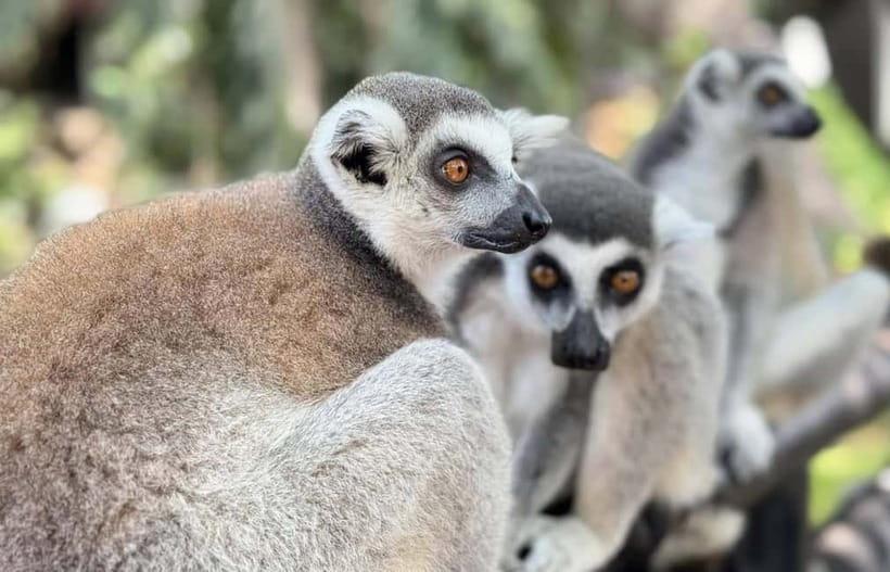 Bangkok/Pattaya: Khao Kheow Zoo Private Tour with Pickup - What Is Included and What You Still Pay