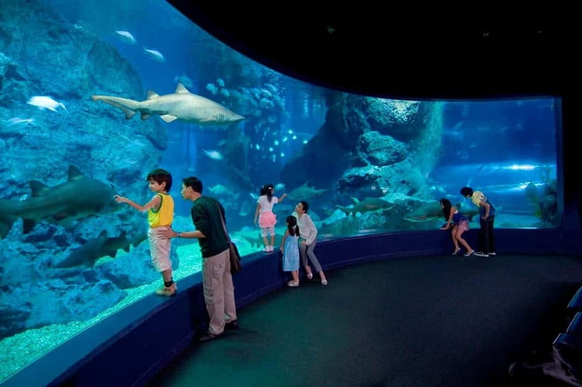 Bangkok: SEA LIFE Bangkok Ocean World Entry Ticket - Gentoo penguins in the Penguin Ice Playground