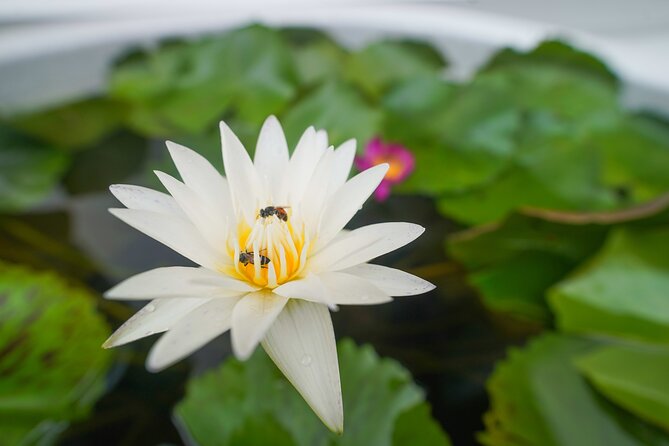 Bangkok Wat Pho and Flower Market Historical Walking Tour - Tuk-tuk ride to Pak Khlong Talad
