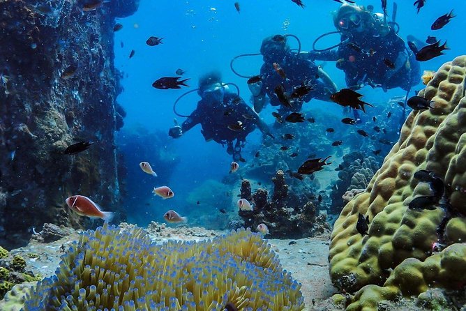 Basic Diver ( One Day Experience) - Is $127.18 Good Value?