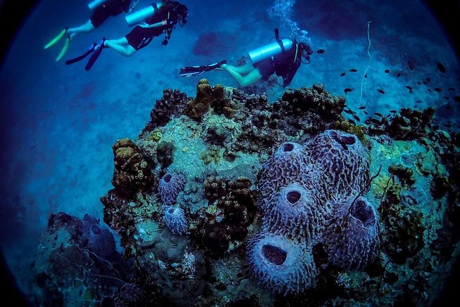 Basic Diver ( One Day Experience) - The Physical Demands and Comfort Level