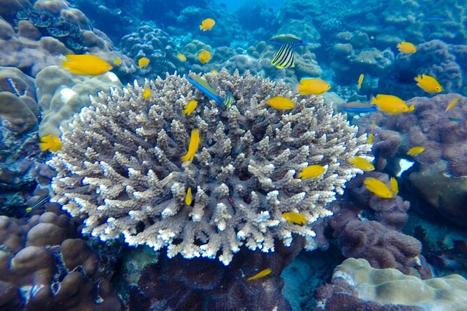 Best of Phi Phi Islands Snorkeling Tour from Phuket - Pileh Bay is the day’s great swim