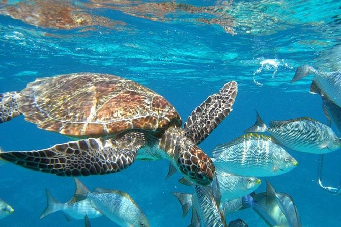 Best Seller - Surin Islands Snorkeling Trip from Khao Lak - Key points to know before you book