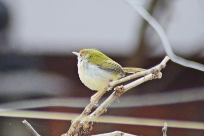 Bird Watching Doi Inthanon - Three or four birding areas from mid-mountain to summit
