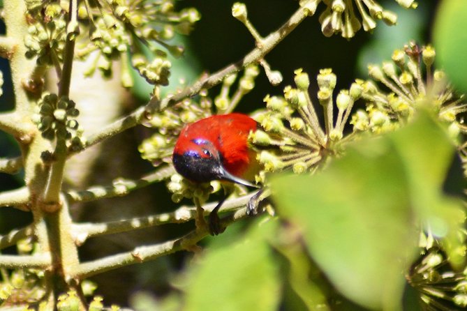 Bird Watching Doi Inthanon - Birds you might look for on Doi Inthanon