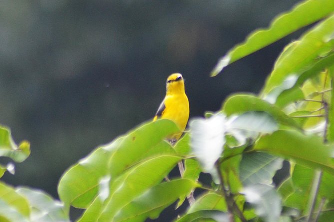 Bird Watching Doi Inthanon - Joe’s guiding style makes a practical difference
