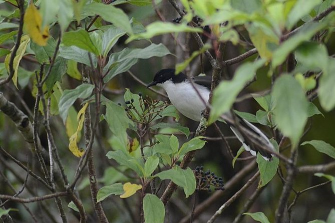 Bird Watching Doi Inthanon - Lunch and the return drive to Chiang Mai