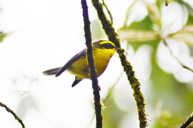 Bird Watching Doi Inthanon - Is the $159 price good value?