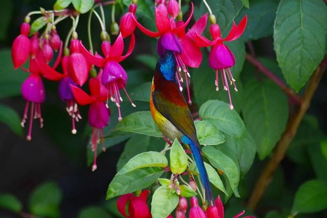 Bird Watching Doi Inthanon - Sunrise, cool air, and the first mountain views