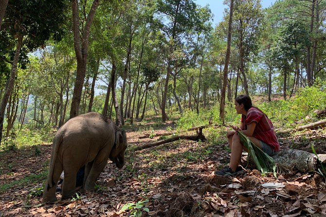 Care Pride Elephants: Full-Day Tour Experience - Key points at a glance