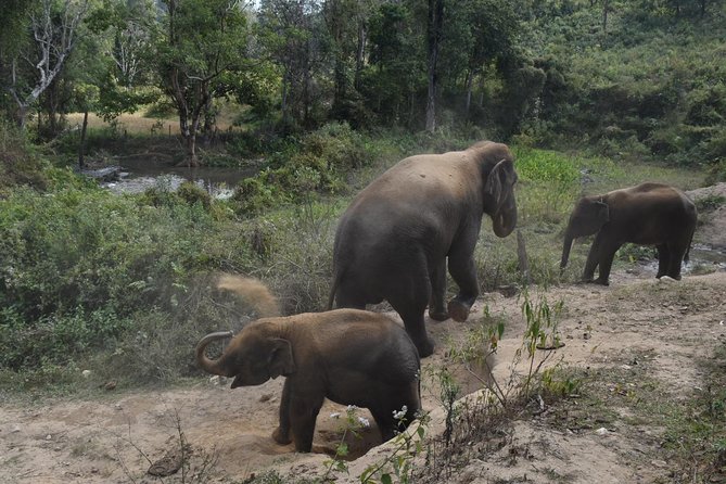 Care Pride Elephants: Full-Day Tour Experience - Why this Chiang Mai elephant day feels different