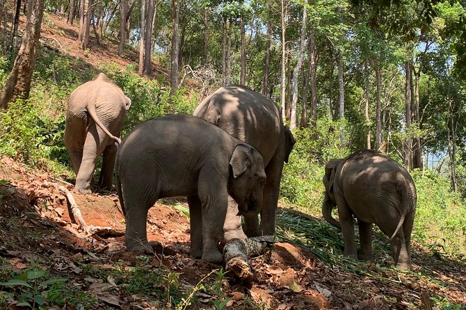 Care Pride Elephants: Full-Day Tour Experience - Feeding the elephants up close