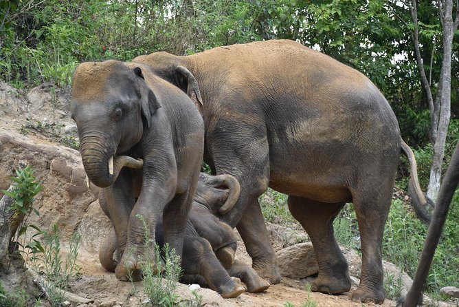 Care Pride Elephants: Full-Day Tour Experience - Walking uphill with the elephants