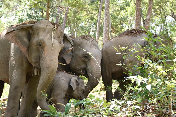 Care Pride Elephants: Full-Day Tour Experience - Mud bath, river wash, and getting properly dirty
