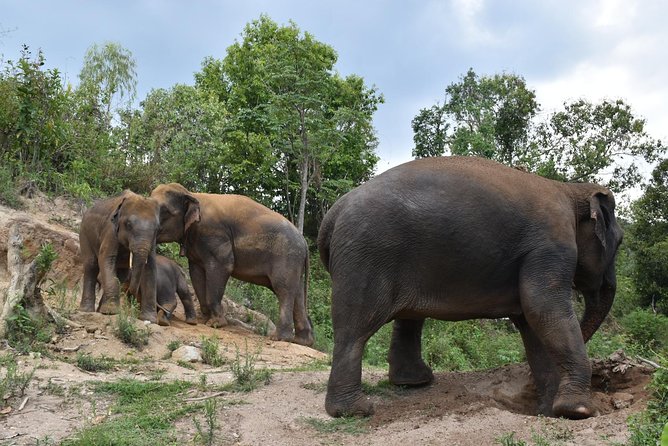Care Pride Elephants: Full-Day Tour Experience - Meeting the elephant family
