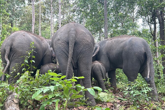 Chiang Mai 1 Day: Elephant Sanctuary, Waterfall & Bamboo Rafting - The 7:30 a.m. pickup and ride south