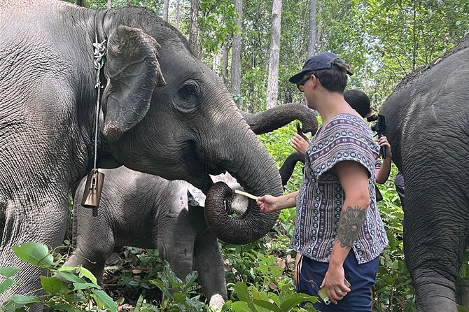 Chiang Mai 1 Day: Elephant Sanctuary, Waterfall & Bamboo Rafting - Who will get the most from this day