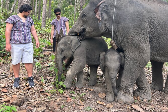 Chiang Mai 1 Day: Elephant Sanctuary, Waterfall & Bamboo Rafting - Three hours at Doi Inthanon Elephant Sanctuary Camp