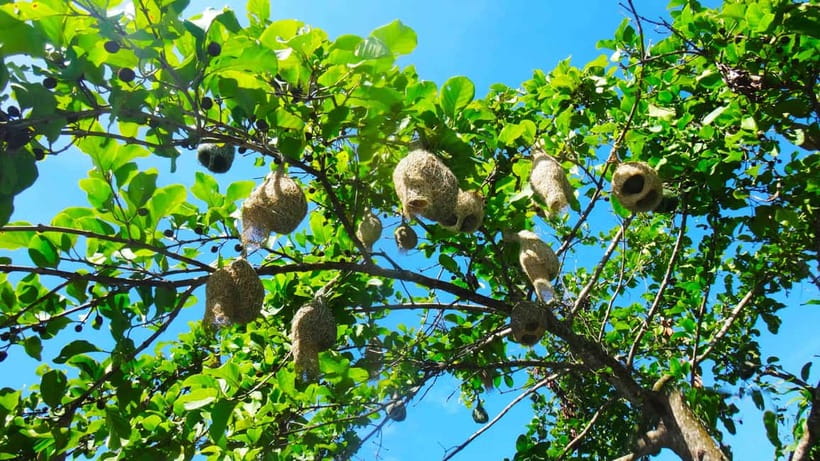 Chiang Mai: 15 km Leisure River Kayaking at Mae Ngat forest - What to pack and what to confirm
