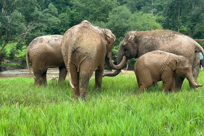 Chiang Mai 3 in 1 Zipline, Elephants and Sticky Waterfall - Lunch at an authentic Thai restaurant