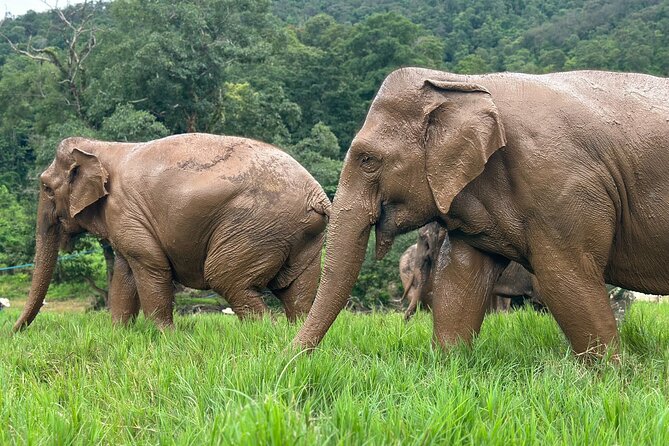 Chiang Mai 3 in 1 Zipline, Elephants and Sticky Waterfall - Climbing Buatong Sticky Waterfall