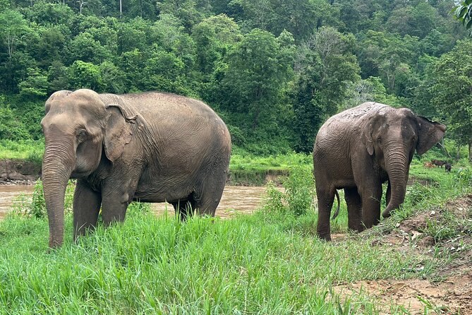 Chiang Mai 3 in 1 Zipline, Elephants and Sticky Waterfall - How the guide affects the day