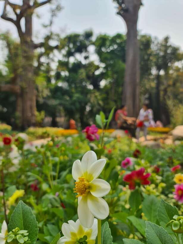 Chiang Mai: Dantewada Land of Angels & Sticky Waterfall Tour - Why the guide can make or break the experience