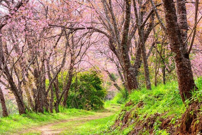 Chiang Mai - Doi Inthanon Full day Tour - Ang Ka Nature Trail: an easy walk through high forest